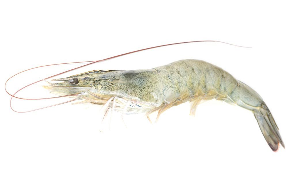 Raw Shrimp